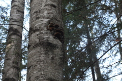Phellinus nigricans