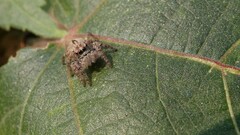 Carrhotus viduus
