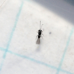 Anaphes