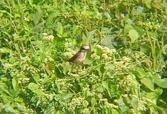 Lanius cristatus