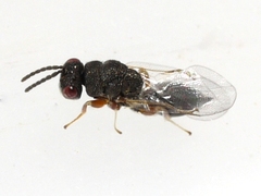 Eurytominae