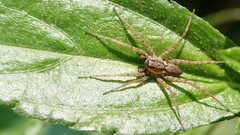 Pardosa pseudoannulata