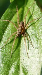 Pardosa pseudoannulata