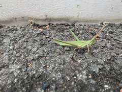 Acrida conica