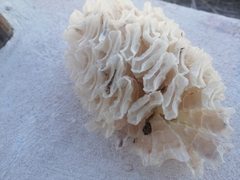 Triplofusus giganteus