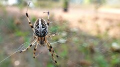 Neoscona theisi