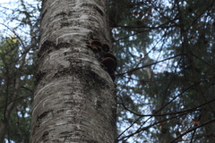 Phellinus nigricans