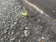 Acrida conica