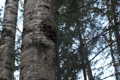 Phellinus nigricans