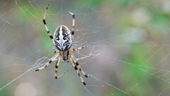 Neoscona theisi