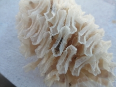 Triplofusus giganteus