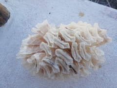 Triplofusus giganteus