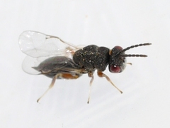 Eurytominae