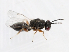 Eurytominae