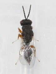 Eurytominae
