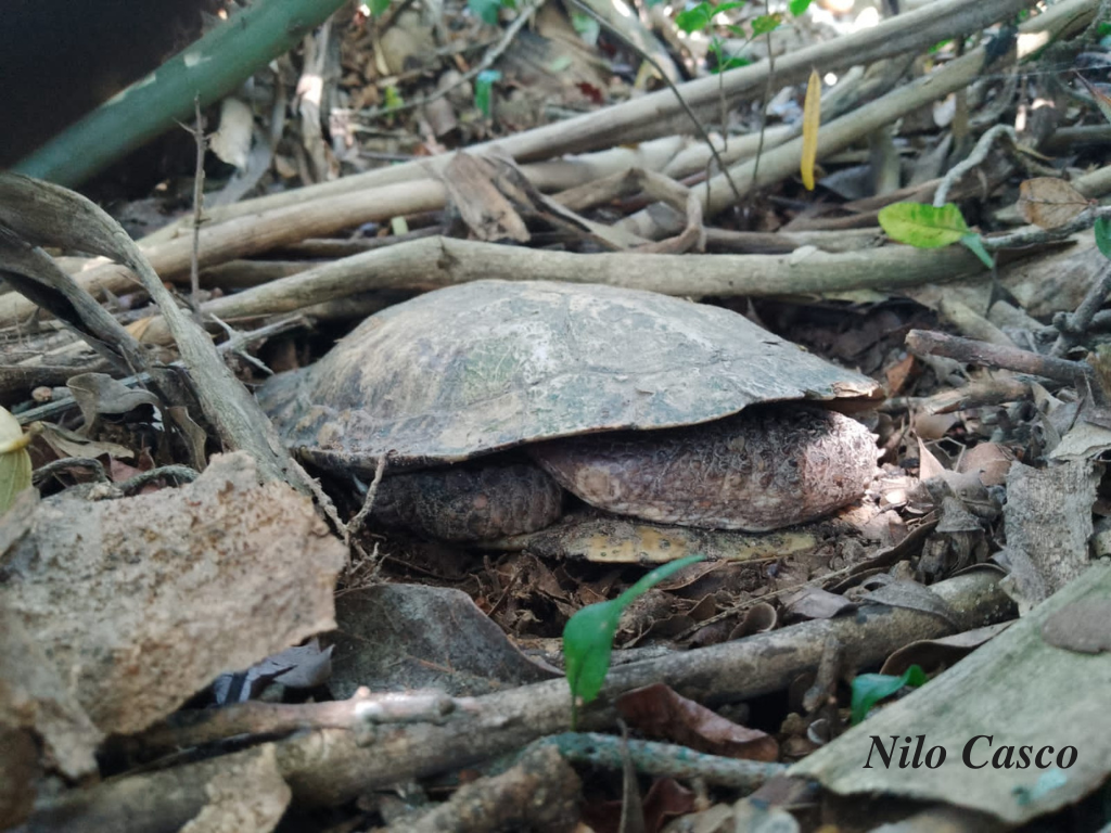 Chaco Side-necked Turtle in December 2022 by Nilo Casco. Mismo ejemplar ...