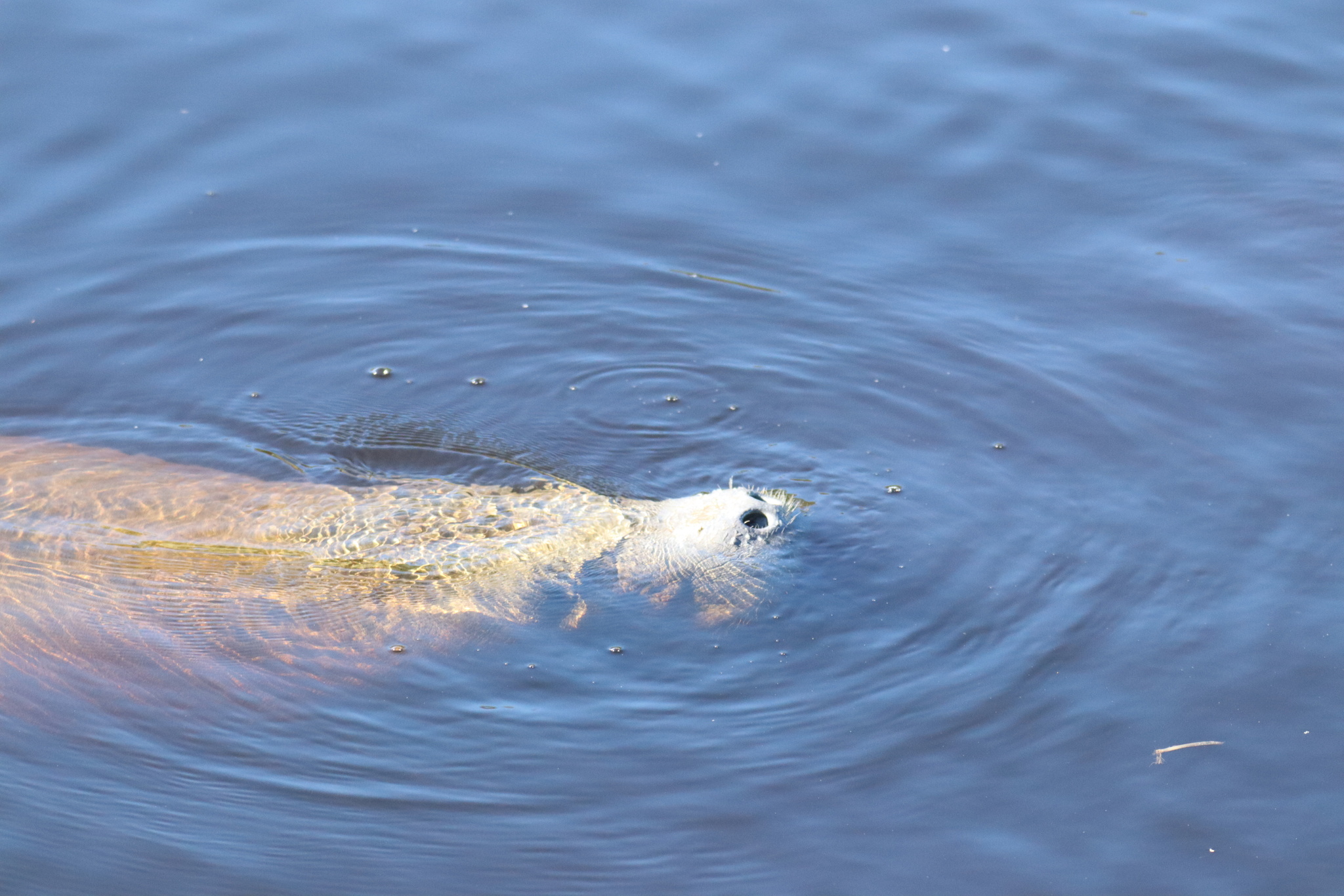 Trichechus manatus Linnaeus, 1758