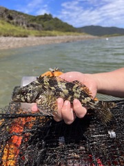 Chironemus marmoratus