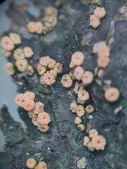 Clonostachys ralfsii
