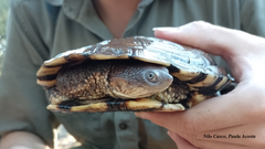 Acanthochelys pallidipectoris