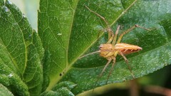 Oxyopes hindostanicus