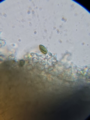 Clonostachys ralfsii
