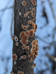 Steccherinum bourdotii