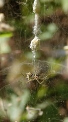 Cyrtophora cicatrosa