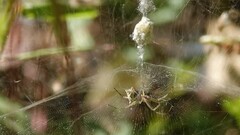 Cyrtophora cicatrosa