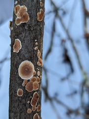 Steccherinum bourdotii