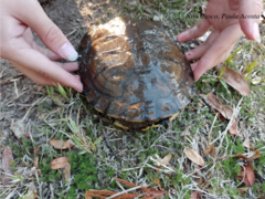 Acanthochelys pallidipectoris