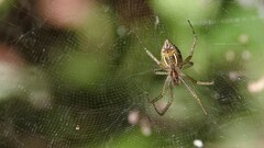 Cyrtophora cicatrosa