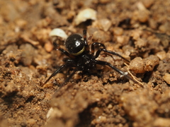 Steatoda cingulata