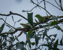 Pardalotus punctatus