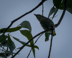 Pardalotus punctatus