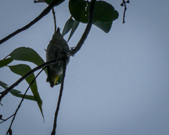 Pardalotus punctatus