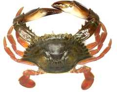 Callinectes bocourti