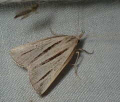 Macrochilo bivittata