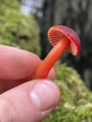 Pseudohygrocybe