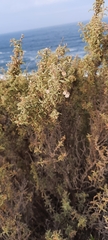 Atriplex lampa