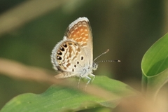Brephidium exilis exilis