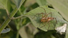 Oxyopes hindostanicus