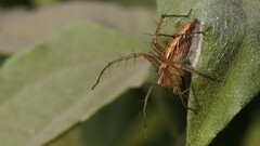 Oxyopes hindostanicus