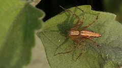 Oxyopes hindostanicus