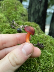 Pseudohygrocybe
