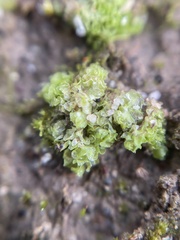 Fossombronia longiseta