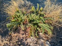 Phacelia integrifolia