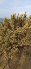 Atriplex lampa
