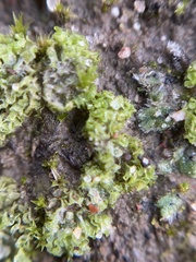 Fossombronia longiseta