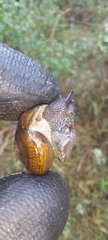 Sauroconcha corneovirens